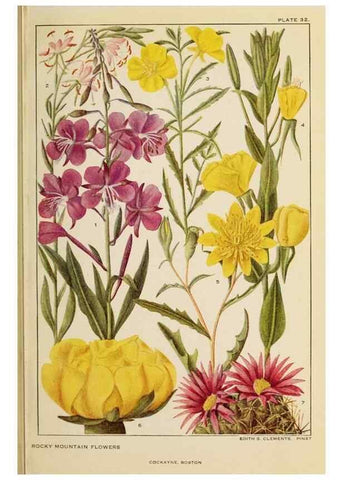 Reproducción/Reproduction 8220466921: Flowers of mountain and plain /. New York :H.W. Wilson Co.,1920.