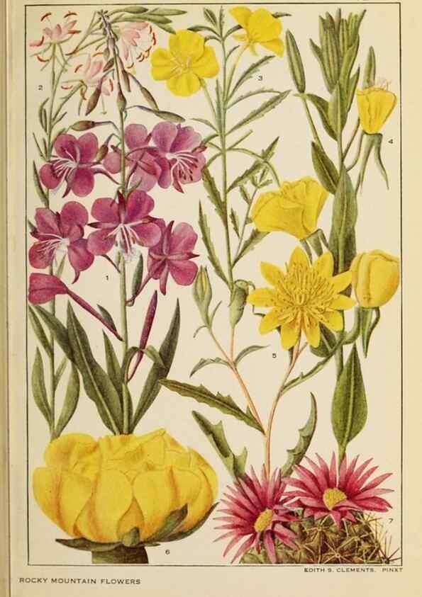 Reproducción/Reproduction 8220466921: Flowers of mountain and plain /. New York :H.W. Wilson Co.,1920.