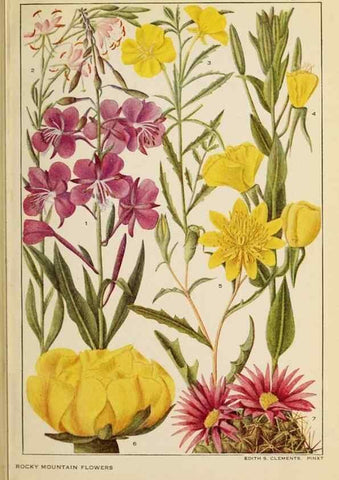 Reproducción/Reproduction 8220466921: Flowers of mountain and plain /. New York :H.W. Wilson Co.,1920.