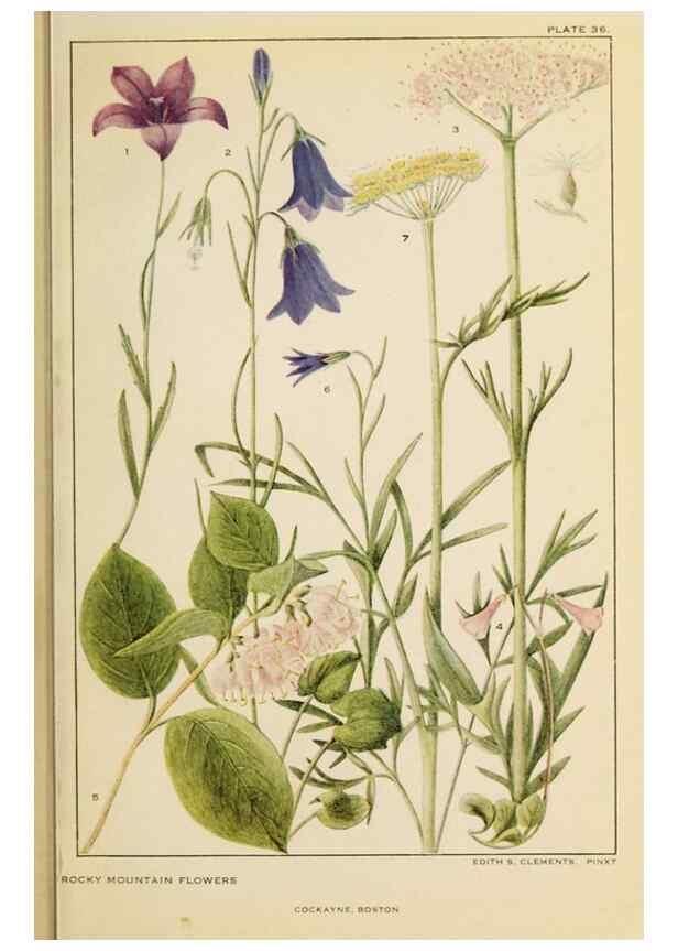 Reproducción/Reproduction 8220467567: Flowers of mountain and plain /. New York :H.W. Wilson Co.,1920.