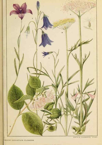 Reproducción/Reproduction 8220467567: Flowers of mountain and plain /. New York :H.W. Wilson Co.,1920.
