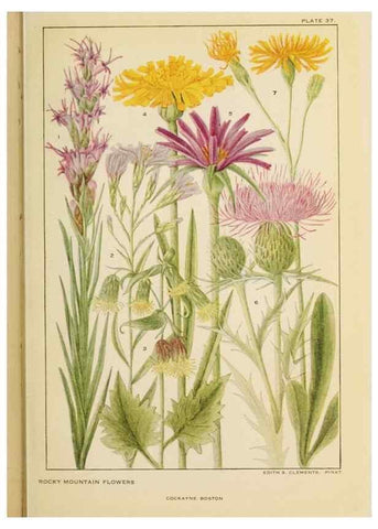 Reproducción/Reproduction 8221547866: Flowers of mountain and plain /. New York :H.W. Wilson Co.,1920.