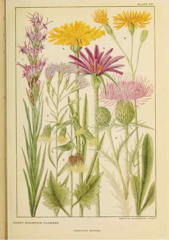 Reproducción/Reproduction 8221547866: Flowers of mountain and plain /. New York :H.W. Wilson Co.,1920.