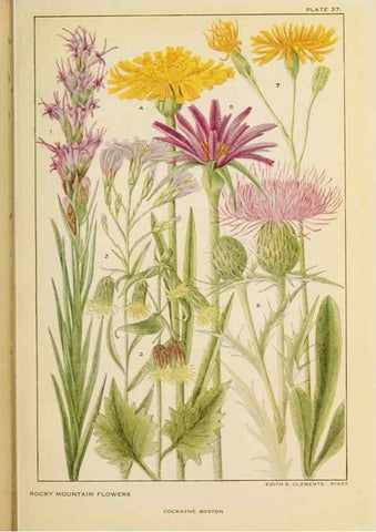 Reproducción/Reproduction 8221547866: Flowers of mountain and plain /. New York :H.W. Wilson Co.,1920.