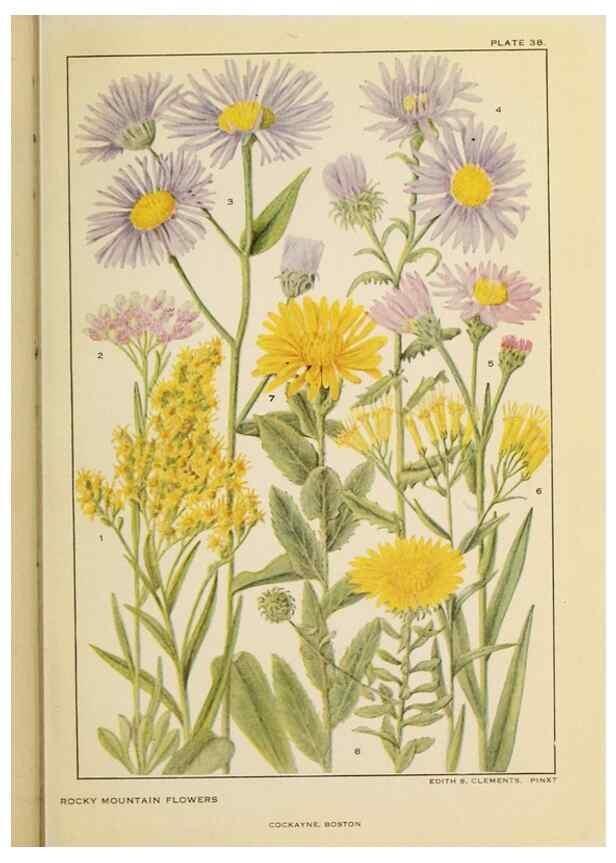 Reproducción/Reproduction 8220468499: Flowers of mountain and plain /. New York :H.W. Wilson Co.,1920.