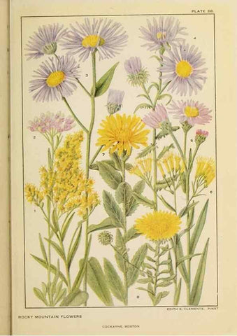 Reproducción/Reproduction 8220468499: Flowers of mountain and plain /. New York :H.W. Wilson Co.,1920.