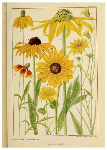 Reproducción/Reproduction 8221548694: Flowers of mountain and plain /. New York :H.W. Wilson Co.,1920.