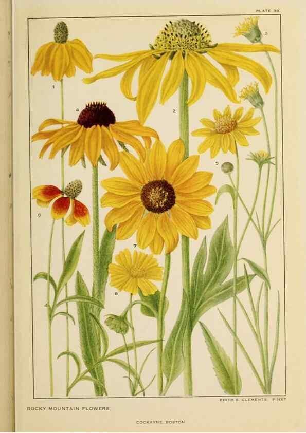 Reproducción/Reproduction 8221548694: Flowers of mountain and plain /. New York :H.W. Wilson Co.,1920.