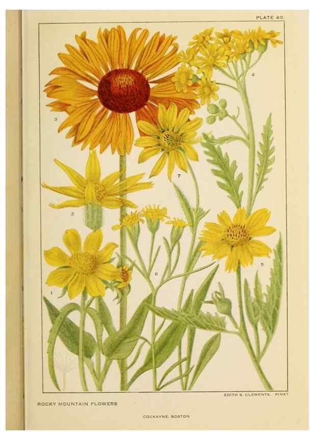 Reproducción/Reproduction 8221549210: Flowers of mountain and plain /. New York :H.W. Wilson Co.,1920.