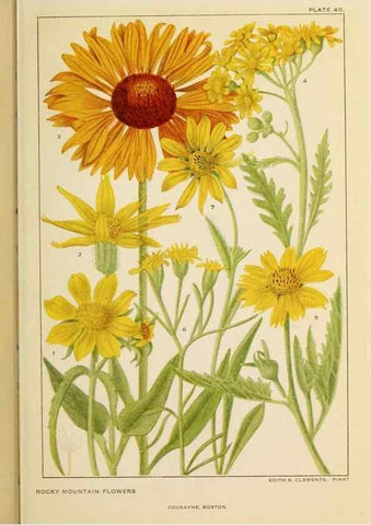 Reproducción/Reproduction 8221549210: Flowers of mountain and plain /. New York :H.W. Wilson Co.,1920.