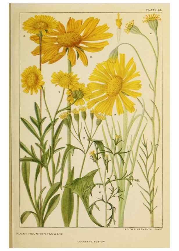 Reproducción/Reproduction 8221549762: Flowers of mountain and plain /. New York :H.W. Wilson Co.,1920.