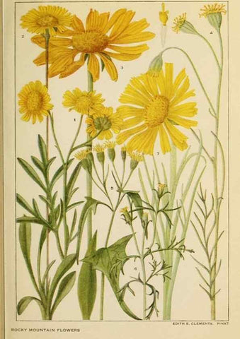 Reproducción/Reproduction 8221549762: Flowers of mountain and plain /. New York :H.W. Wilson Co.,1920.