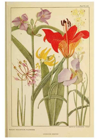 Reproducción/Reproduction 8220470473: Flowers of mountain and plain /. New York :H.W. Wilson Co.,1920.
