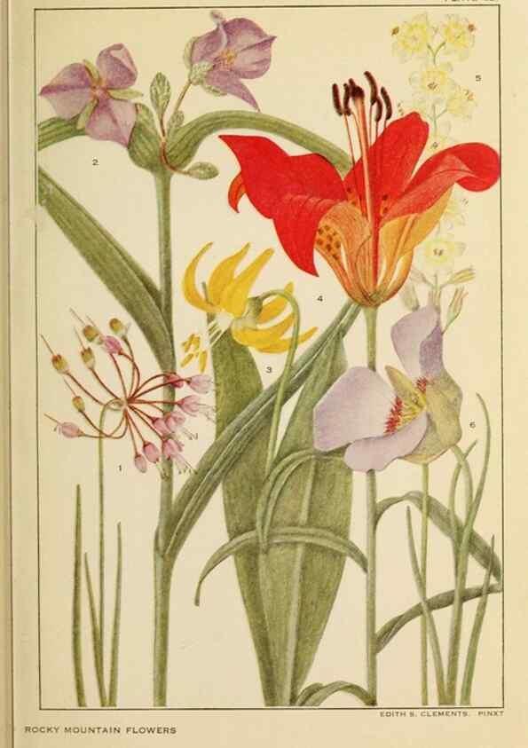 Reproducción/Reproduction 8220470473: Flowers of mountain and plain /. New York :H.W. Wilson Co.,1920.