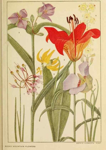 Reproducción/Reproduction 8220470473: Flowers of mountain and plain /. New York :H.W. Wilson Co.,1920.