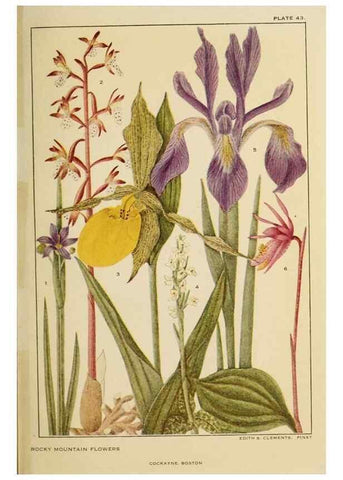 Reproducción/Reproduction 8220470861: Flowers of mountain and plain /. New York :H.W. Wilson Co.,1920.