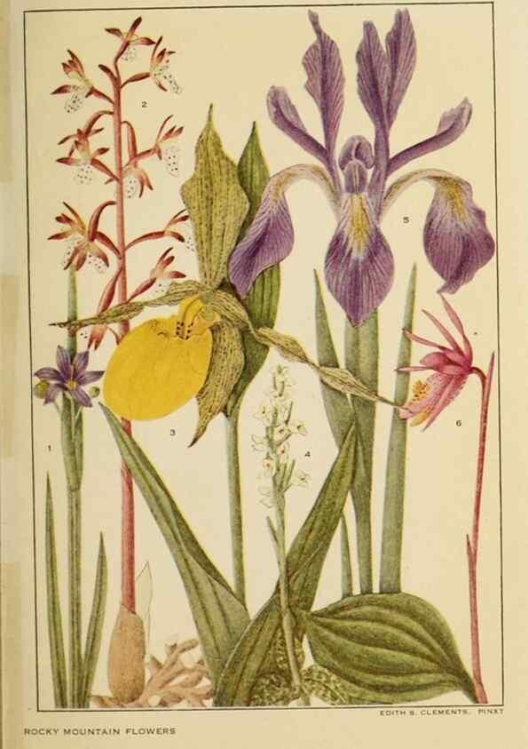 Reproducción/Reproduction 8220470861: Flowers of mountain and plain /. New York :H.W. Wilson Co.,1920.