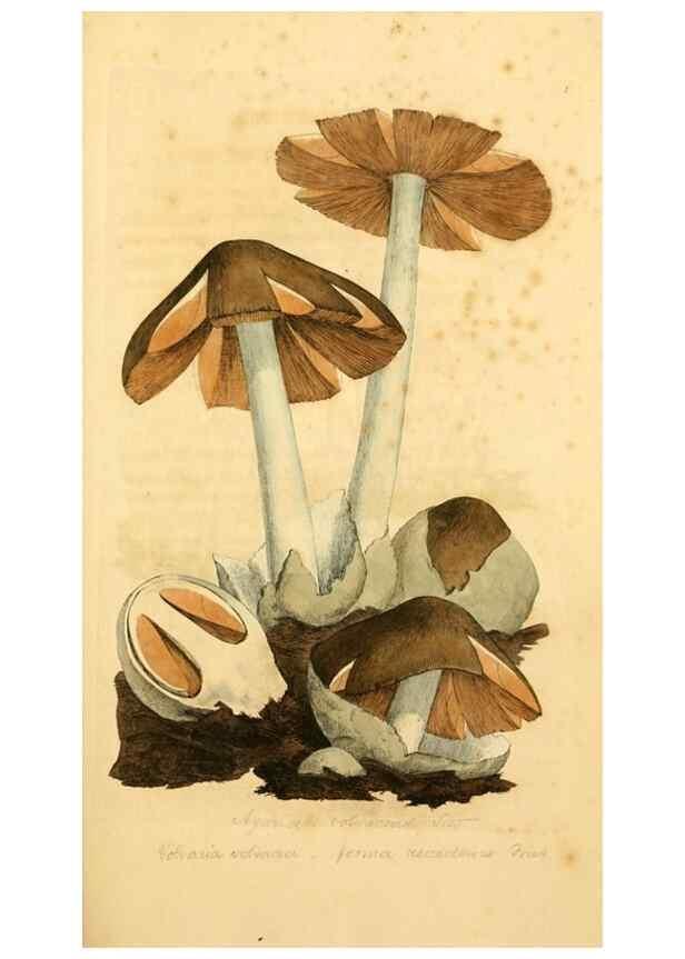 Reproducción/Reproduction 8229328895: Coloured figures of English fungi or mushrooms.. London,Printed by J. Davis,1797-[1809]