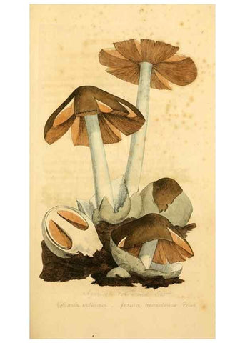 Reproducción/Reproduction 8229328895: Coloured figures of English fungi or mushrooms.. London,Printed by J. Davis,1797-[1809]