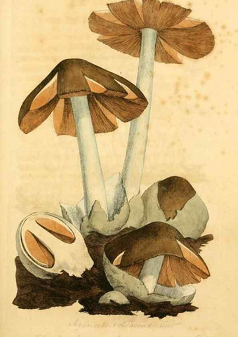 Reproducción/Reproduction 8229328895: Coloured figures of English fungi or mushrooms.. London,Printed by J. Davis,1797-[1809]