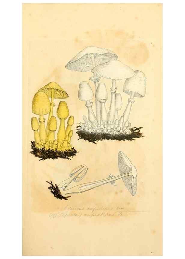 Reproducción/Reproduction 8229329501: Coloured figures of English fungi or mushrooms.. London,Printed by J. Davis,1797-[1809]