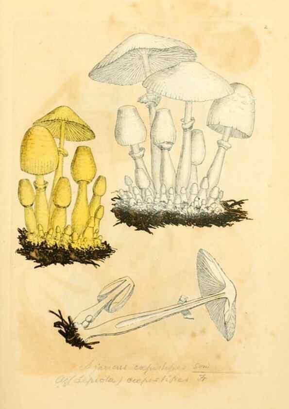Reproducción/Reproduction 8229329501: Coloured figures of English fungi or mushrooms.. London,Printed by J. Davis,1797-[1809]