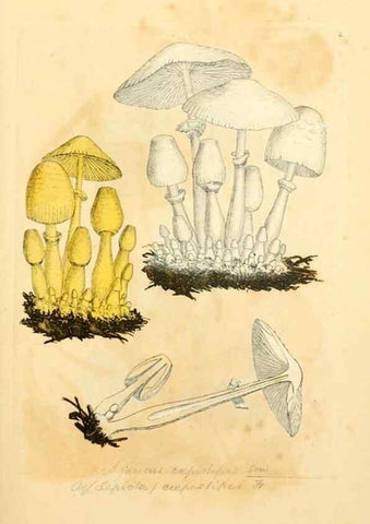 Reproducción/Reproduction 8229329501: Coloured figures of English fungi or mushrooms.. London,Printed by J. Davis,1797-[1809]