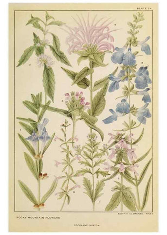 Reproducción/Reproduction 8221543624: Flowers of mountain and plain /. New York :H.W. Wilson Co.,1920.