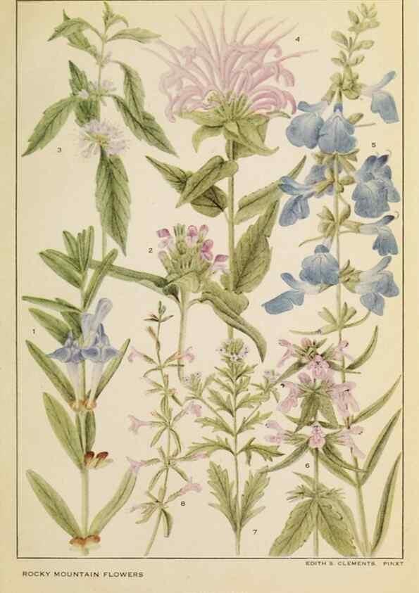 Reproducción/Reproduction 8221543624: Flowers of mountain and plain /. New York :H.W. Wilson Co.,1920.