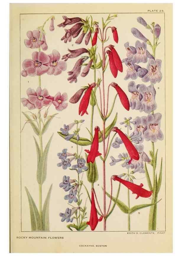 Reproducción/Reproduction 8221543168: Flowers of mountain and plain /. New York :H.W. Wilson Co.,1920.
