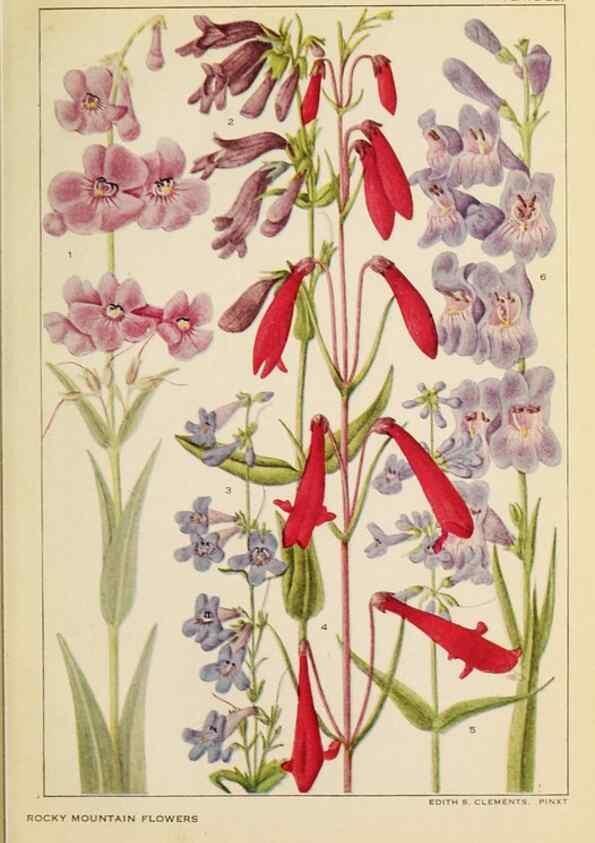 Reproducción/Reproduction 8221543168: Flowers of mountain and plain /. New York :H.W. Wilson Co.,1920.