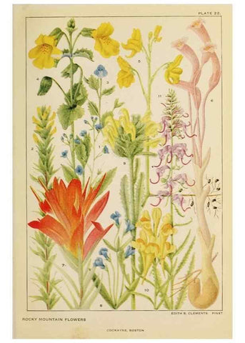 Reproducción/Reproduction 8220462589: Flowers of mountain and plain /. New York :H.W. Wilson Co.,1920.