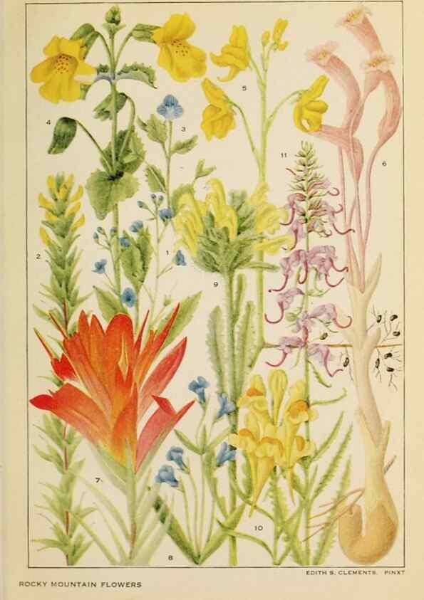 Reproducción/Reproduction 8220462589: Flowers of mountain and plain /. New York :H.W. Wilson Co.,1920.