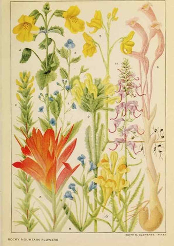 Reproducción/Reproduction 8220462589: Flowers of mountain and plain /. New York :H.W. Wilson Co.,1920.