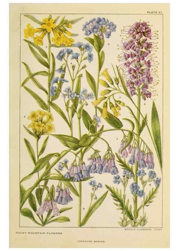 Reproducción/Reproduction 8220462021: Flowers of mountain and plain /. New York :H.W. Wilson Co.,1920.