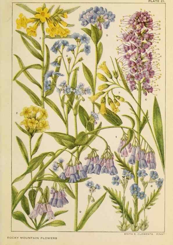 Reproducción/Reproduction 8220462021: Flowers of mountain and plain /. New York :H.W. Wilson Co.,1920.