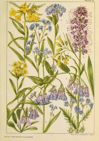 Reproducción/Reproduction 8220462021: Flowers of mountain and plain /. New York :H.W. Wilson Co.,1920.