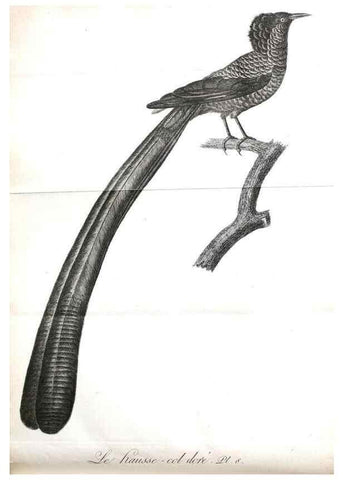 Reproducción/Reproduction 8221443534: Histoire naturelle et générale des grimpereaux et des oiseaux de paradis /. Paris :Desray ,an XI = 1802.