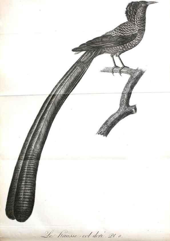 Reproducción/Reproduction 8221443534: Histoire naturelle et générale des grimpereaux et des oiseaux de paradis /. Paris :Desray ,an XI = 1802.