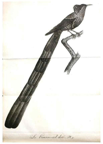 Reproducción/Reproduction 8220364095: Histoire naturelle et générale des grimpereaux et des oiseaux de paradis /. Paris :Desray ,an XI = 1802.