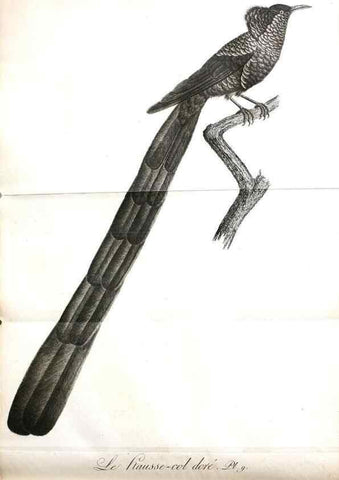 Reproducción/Reproduction 8220364095: Histoire naturelle et générale des grimpereaux et des oiseaux de paradis /. Paris :Desray ,an XI = 1802.