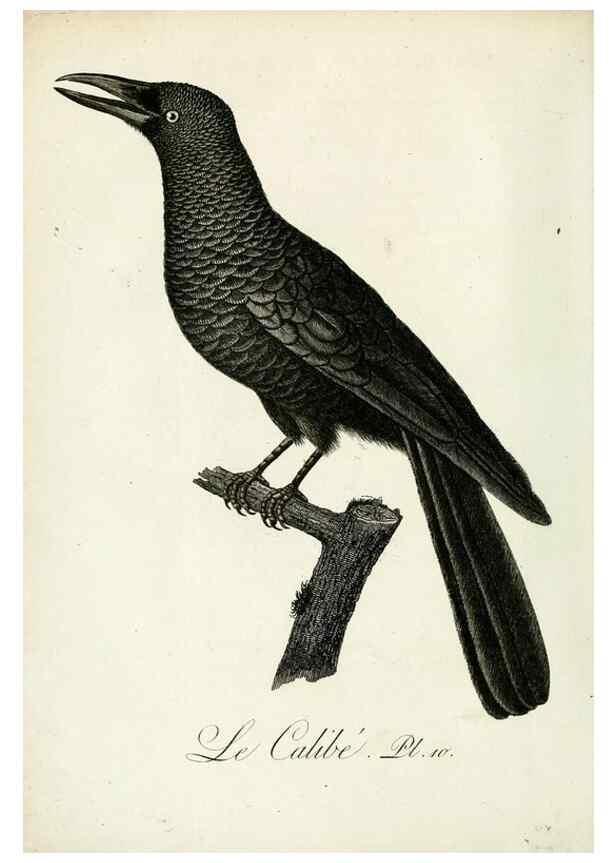 Reproducción/Reproduction 8221444394: Histoire naturelle et générale des grimpereaux et des oiseaux de paradis /. Paris :Desray ,an XI = 1802.