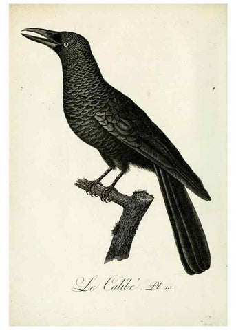 Reproducción/Reproduction 8221444394: Histoire naturelle et générale des grimpereaux et des oiseaux de paradis /. Paris :Desray ,an XI = 1802.