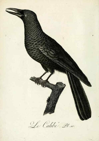 Reproducción/Reproduction 8221444394: Histoire naturelle et générale des grimpereaux et des oiseaux de paradis /. Paris :Desray ,an XI = 1802.