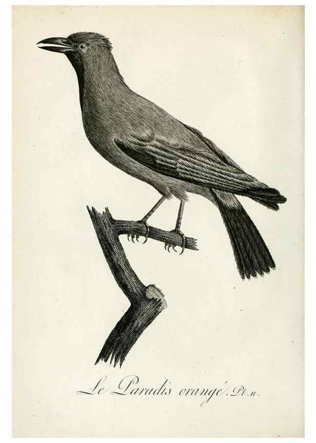 Reproducción/Reproduction 8220364947: Histoire naturelle et générale des grimpereaux et des oiseaux de paradis /. Paris :Desray ,an XI = 1802.