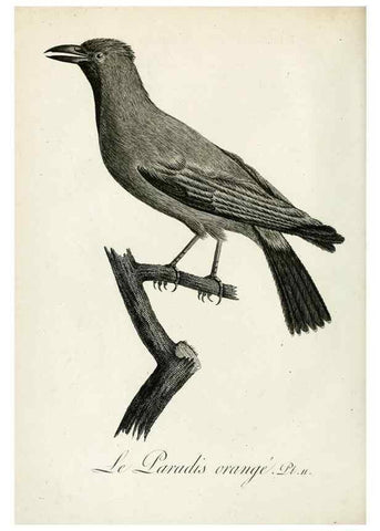 Reproducción/Reproduction 8220364947: Histoire naturelle et générale des grimpereaux et des oiseaux de paradis /. Paris :Desray ,an XI = 1802.