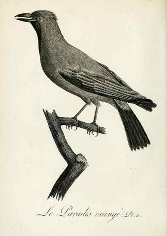 Reproducción/Reproduction 8220364947: Histoire naturelle et générale des grimpereaux et des oiseaux de paradis /. Paris :Desray ,an XI = 1802.