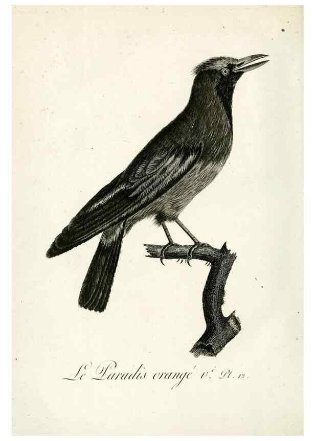 Reproducción/Reproduction 8221445240: Histoire naturelle et générale des grimpereaux et des oiseaux de paradis /. Paris :Desray ,an XI = 1802.