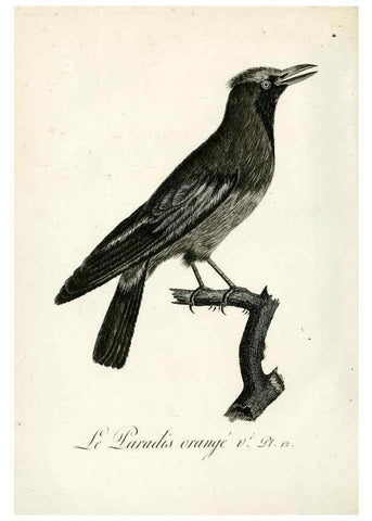 Reproducción/Reproduction 8221445240: Histoire naturelle et générale des grimpereaux et des oiseaux de paradis /. Paris :Desray ,an XI = 1802.