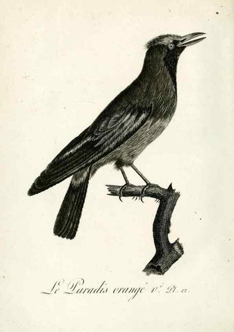 Reproducción/Reproduction 8221445240: Histoire naturelle et générale des grimpereaux et des oiseaux de paradis /. Paris :Desray ,an XI = 1802.
